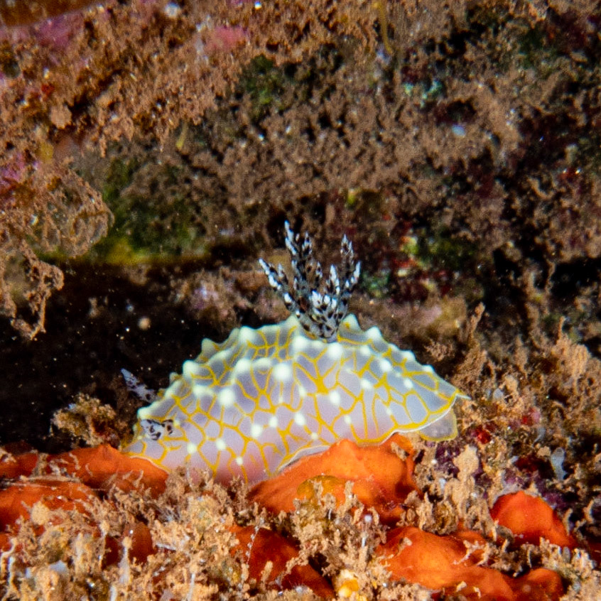 gold lace nudibranch