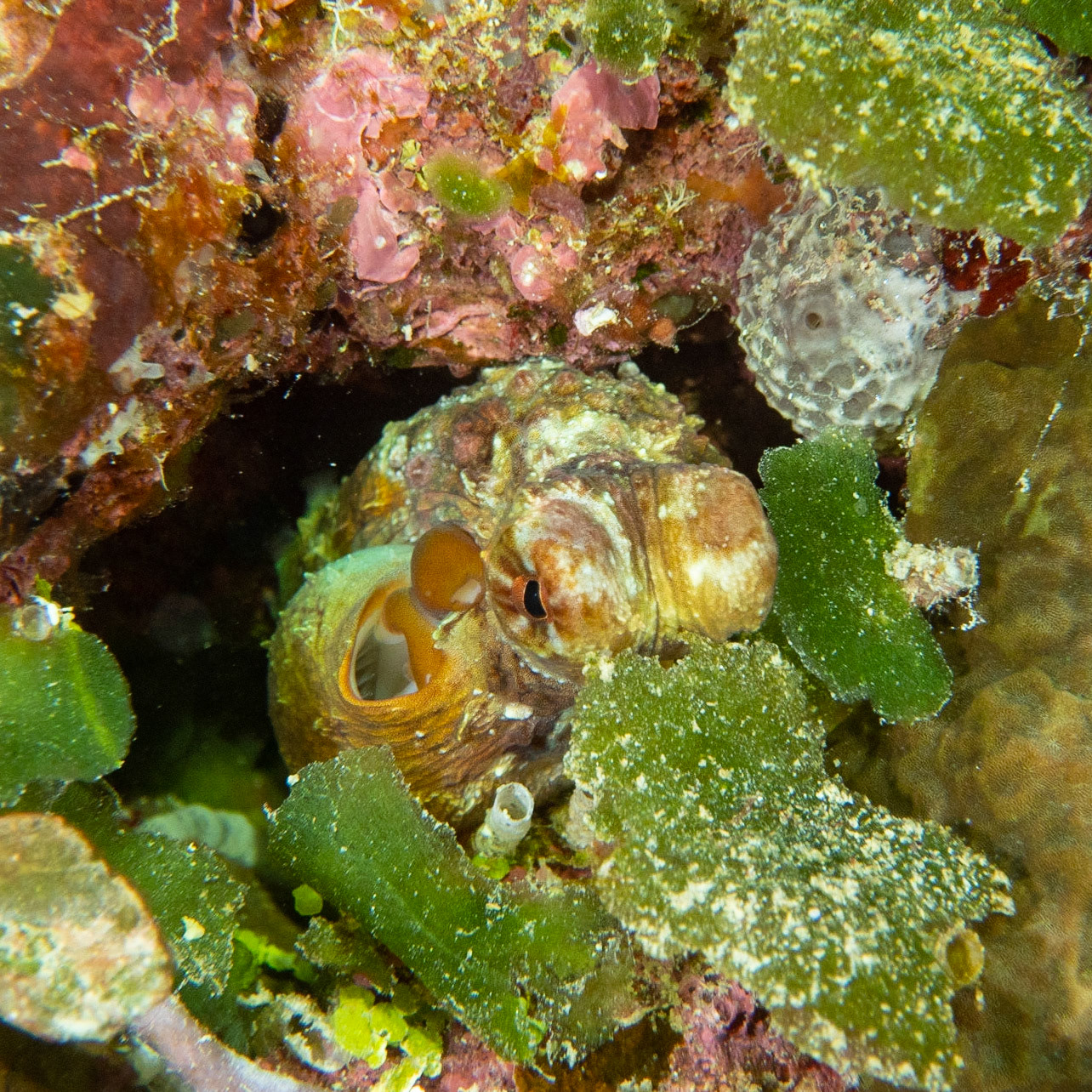 Juvenile octopus