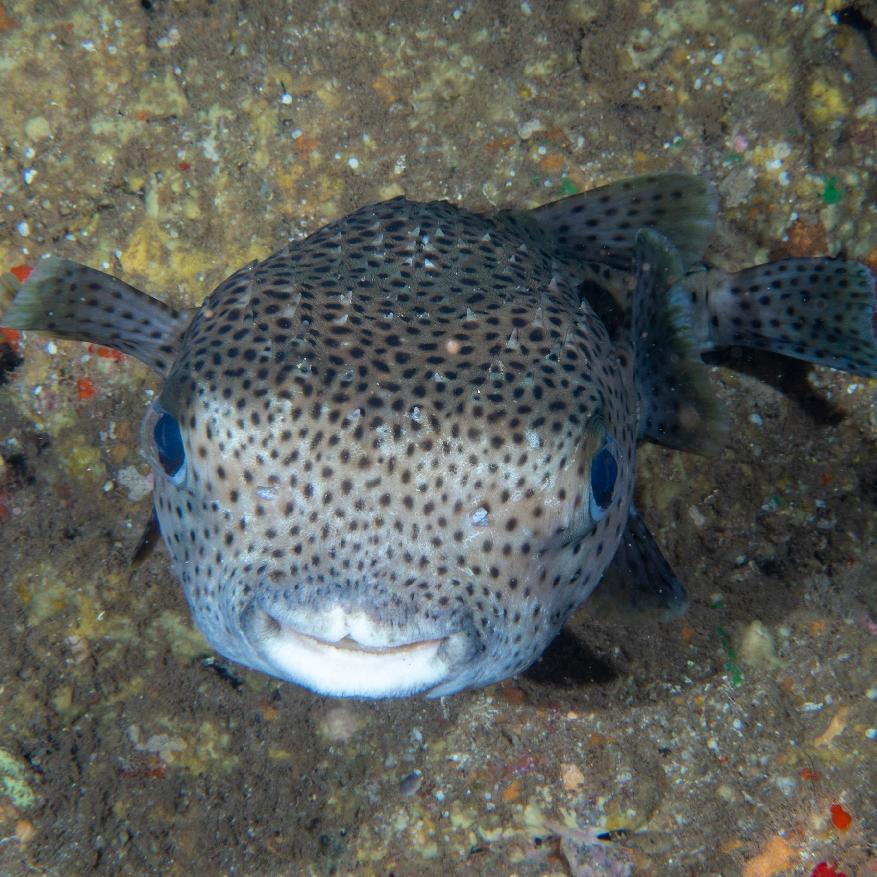 porcupine fish