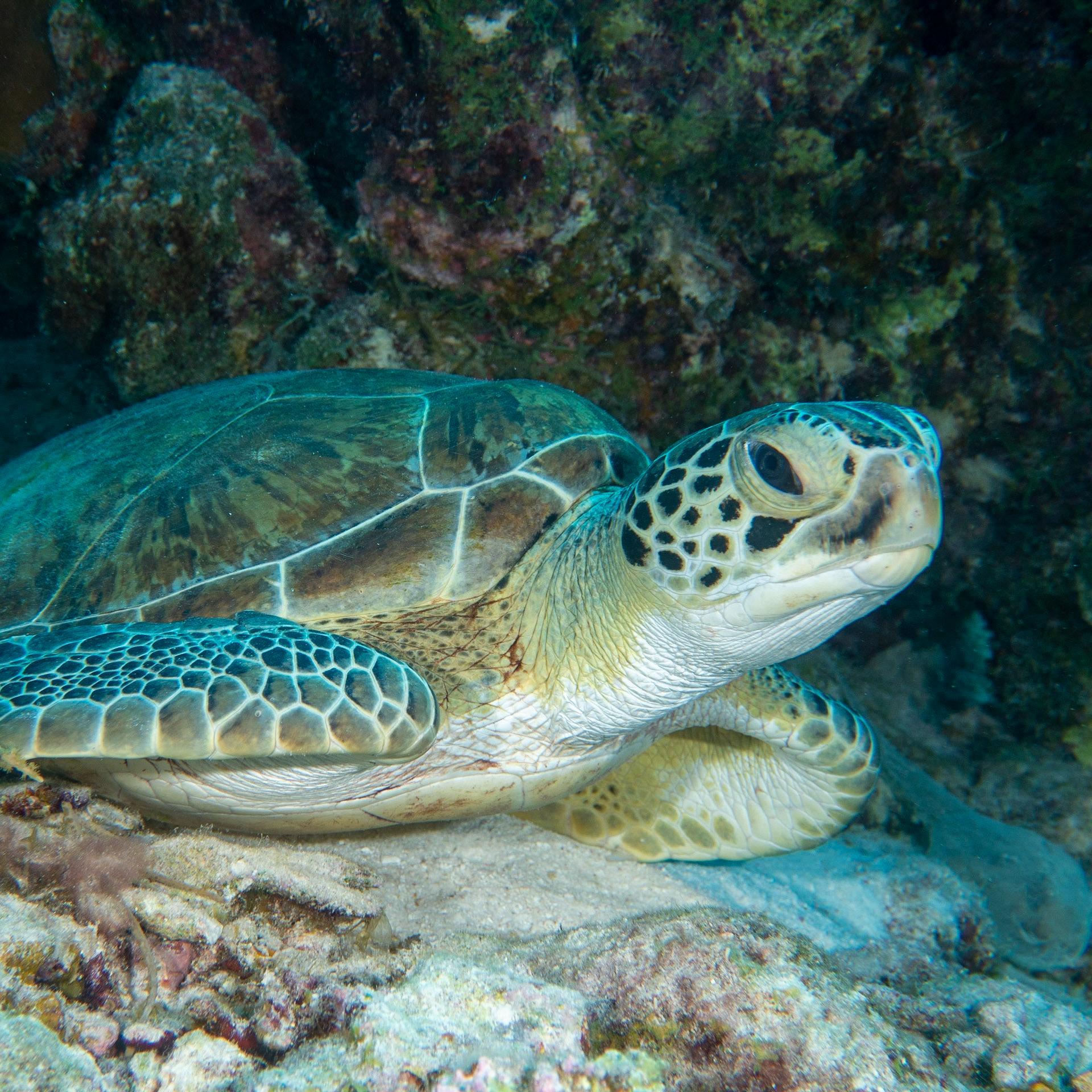 Green sea turtle