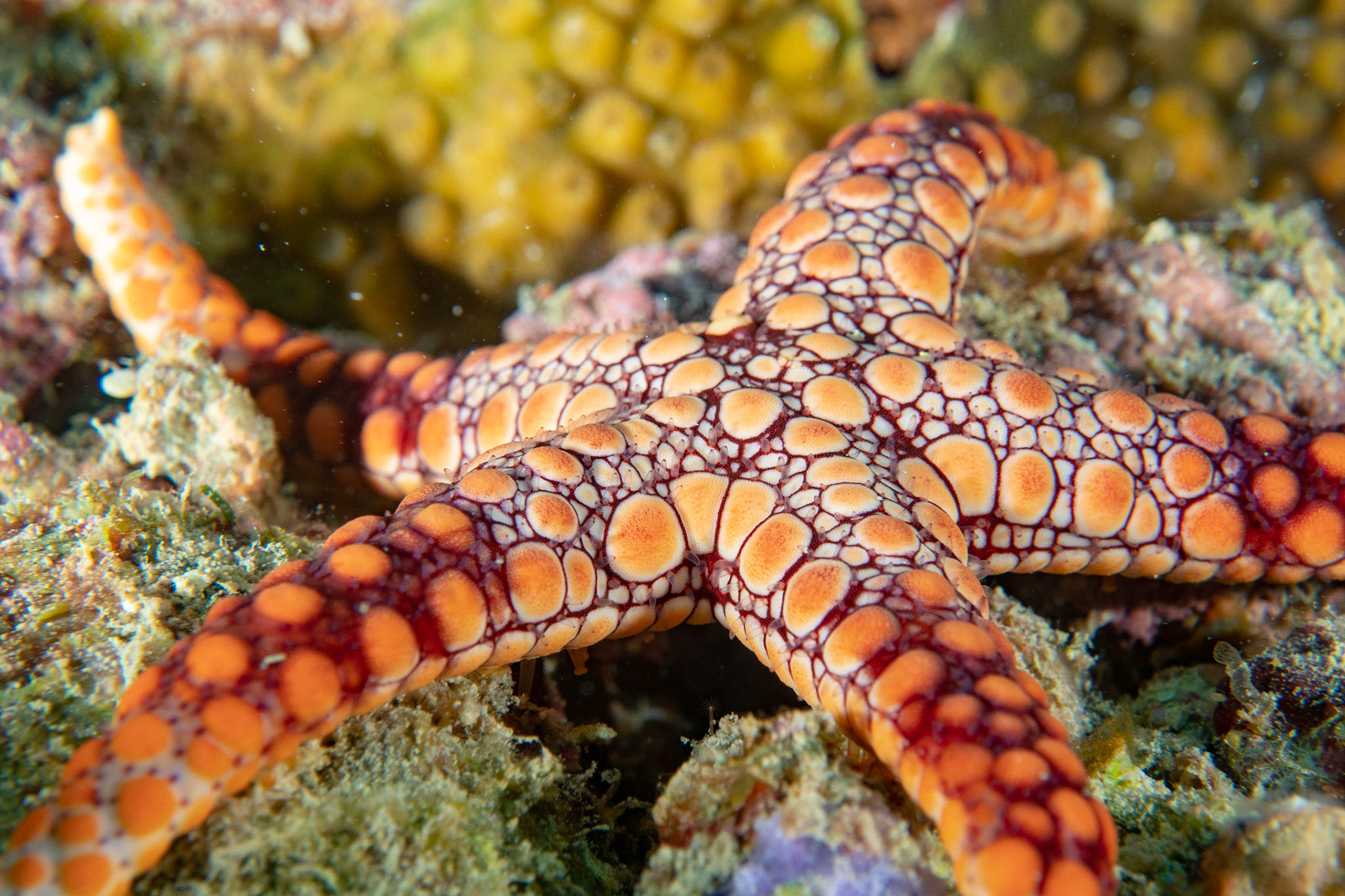 Sea star