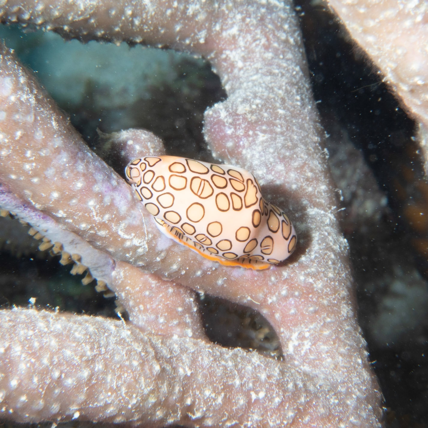 Flamingo tongue