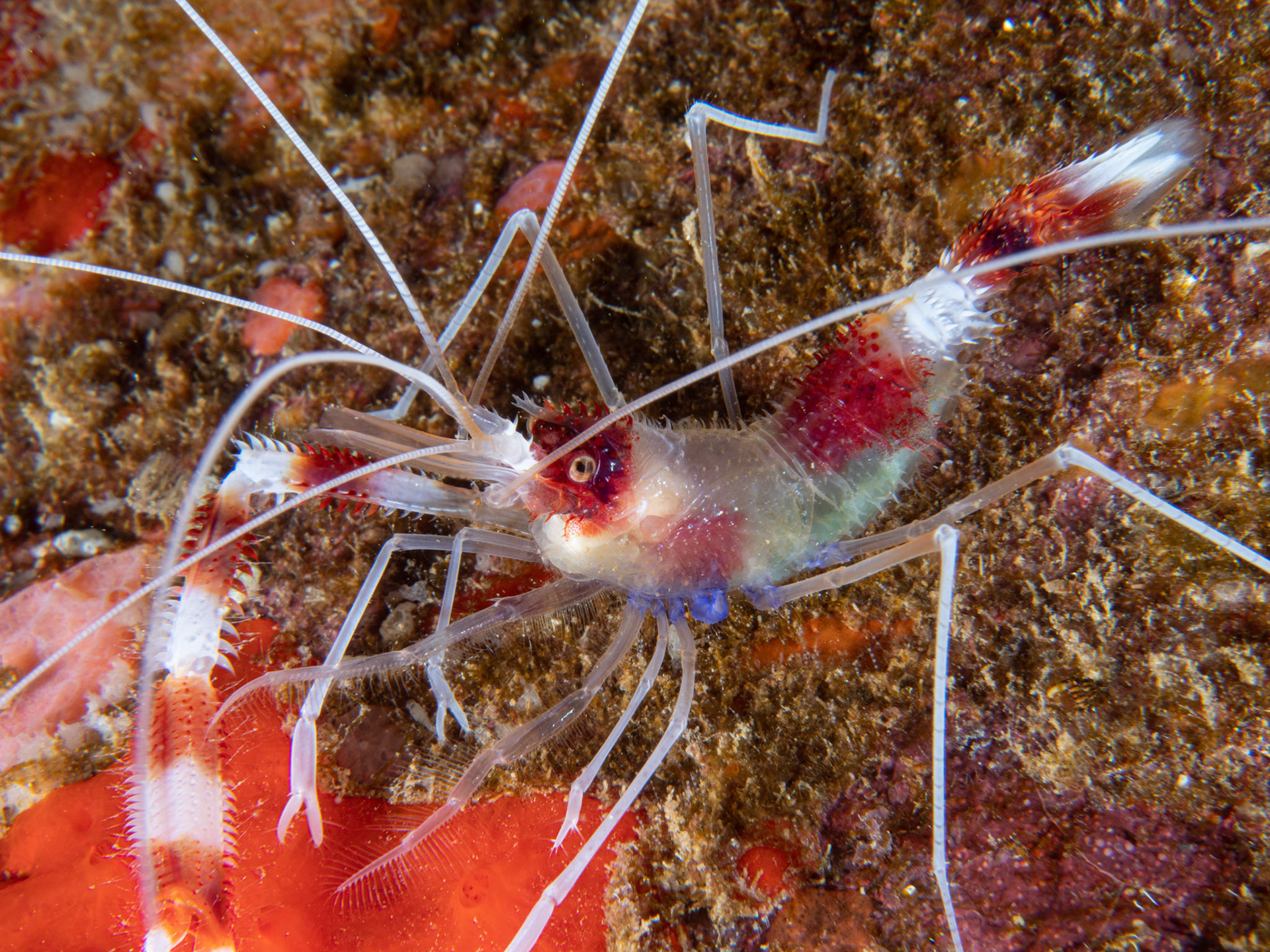 Banded coral shrimp