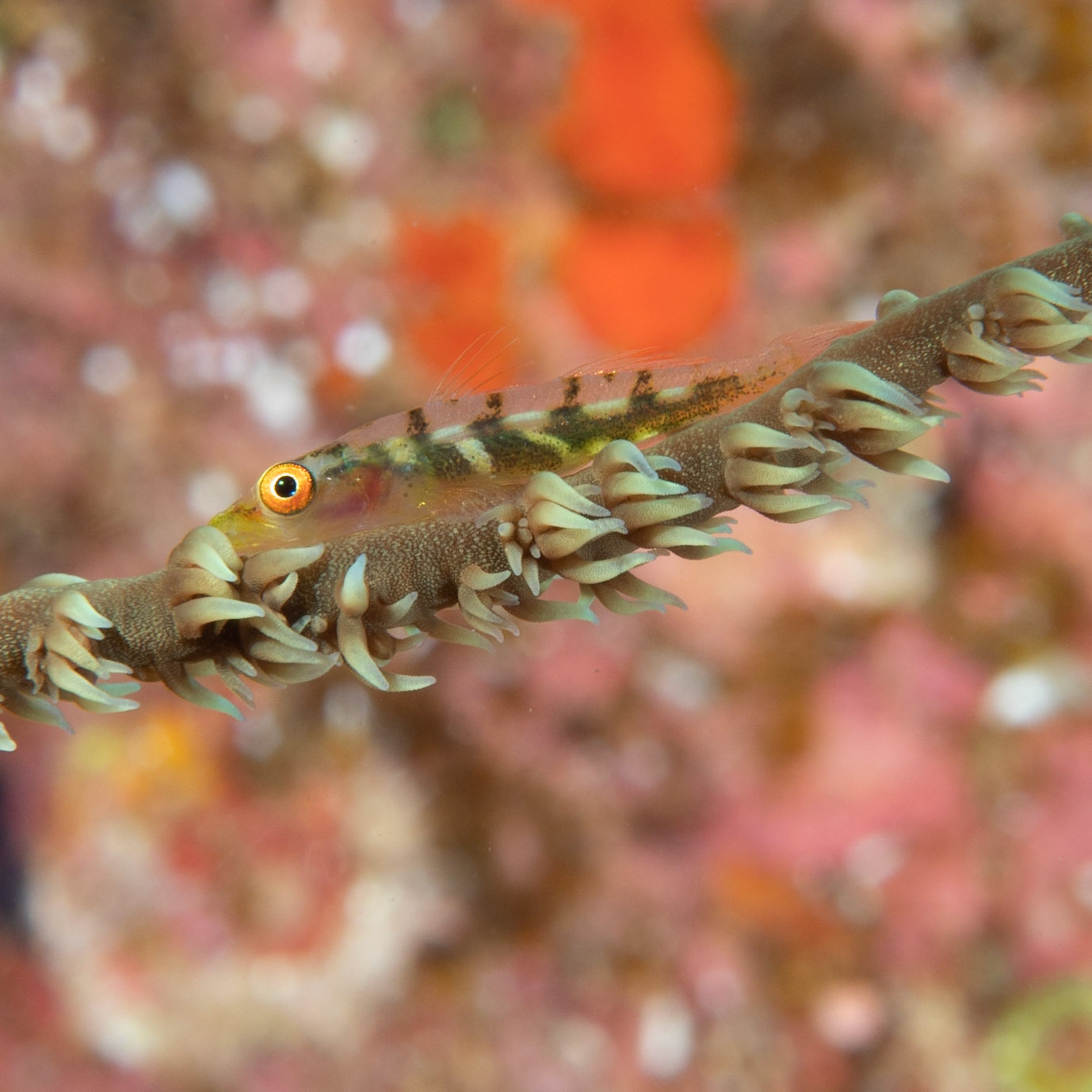 whip coral goby