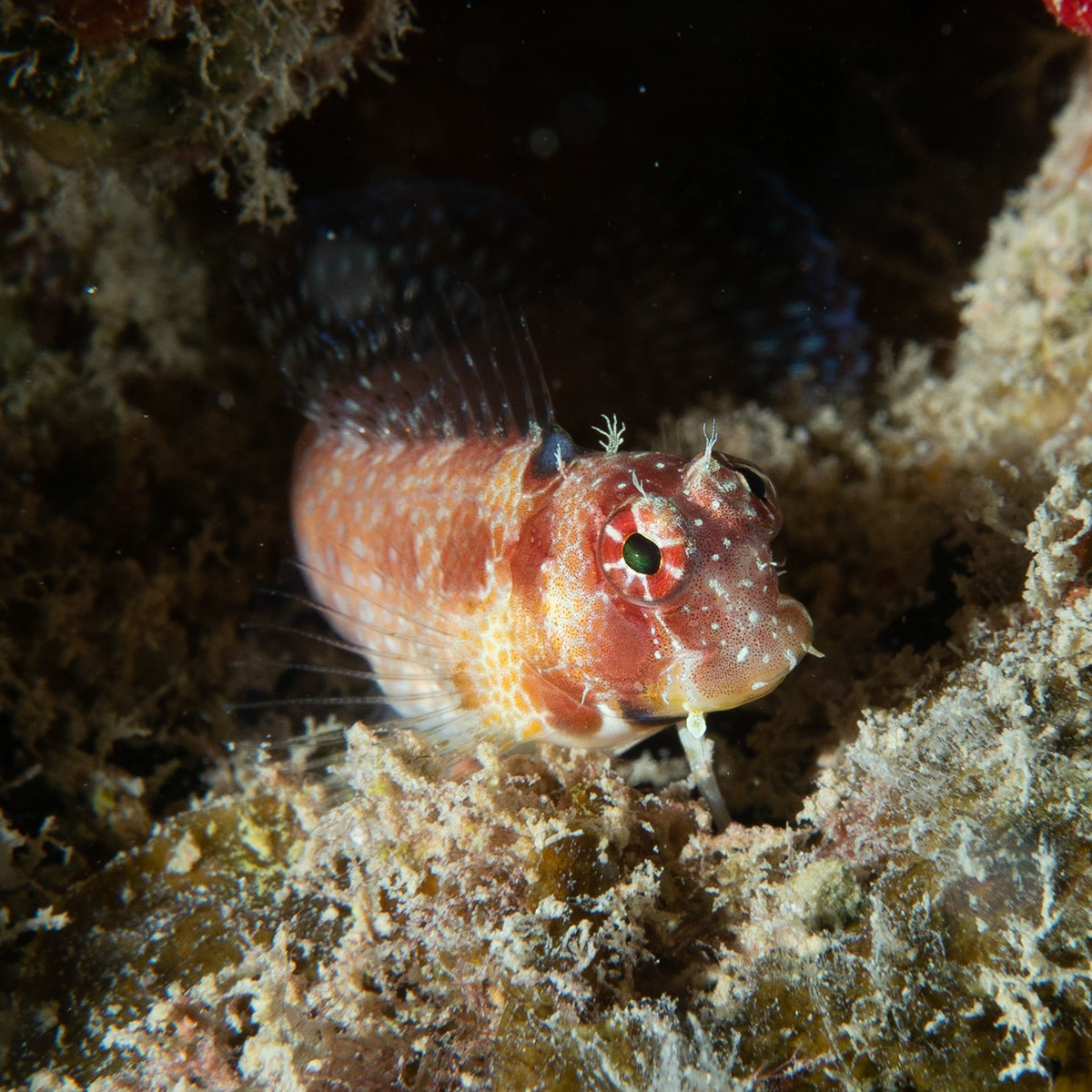 Spotted blenny