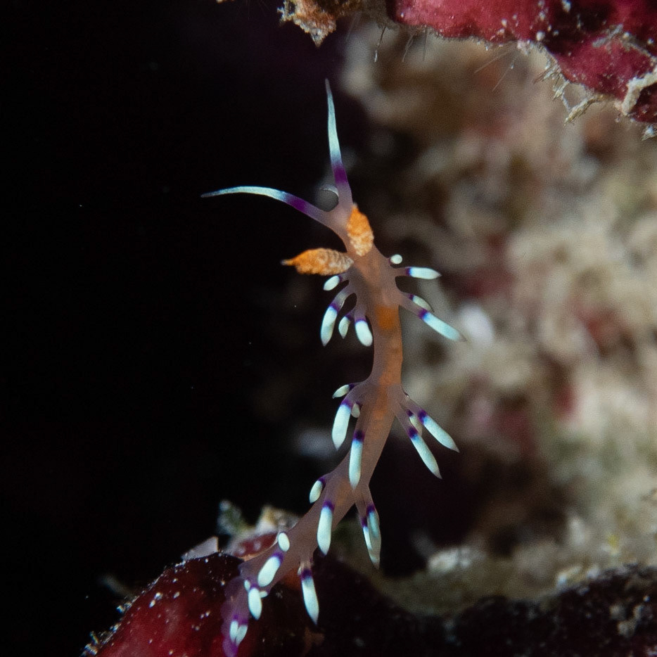 Flabellina