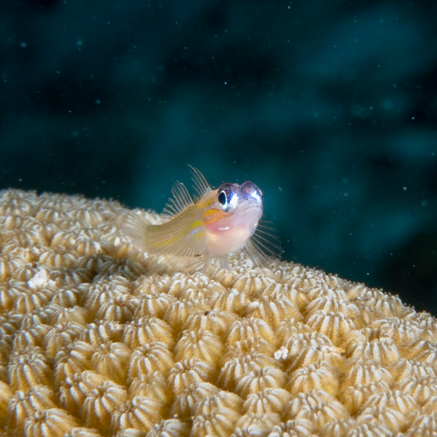 Caribbean dwarf goby