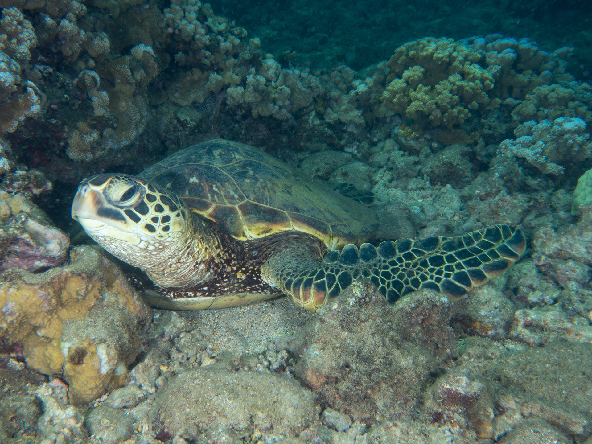 Green sea turtle