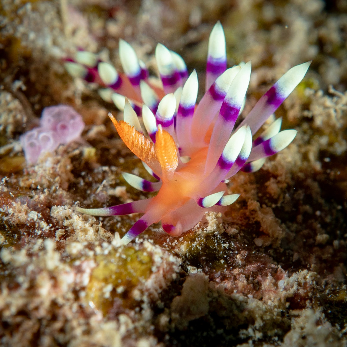 Flabellina