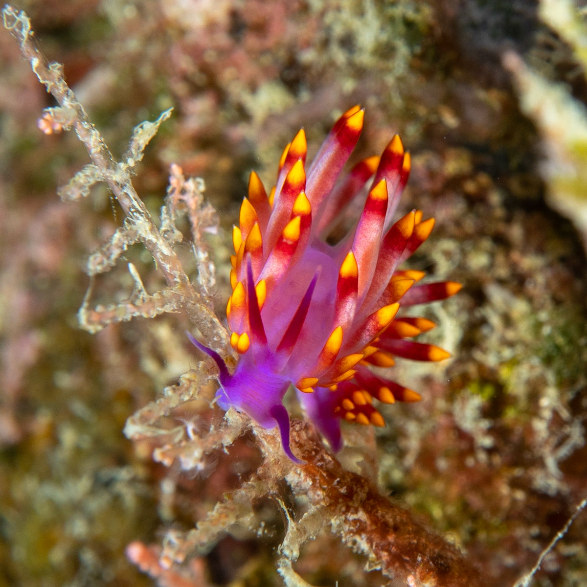 Flabellina