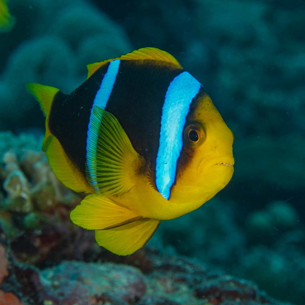 Anemone fish
