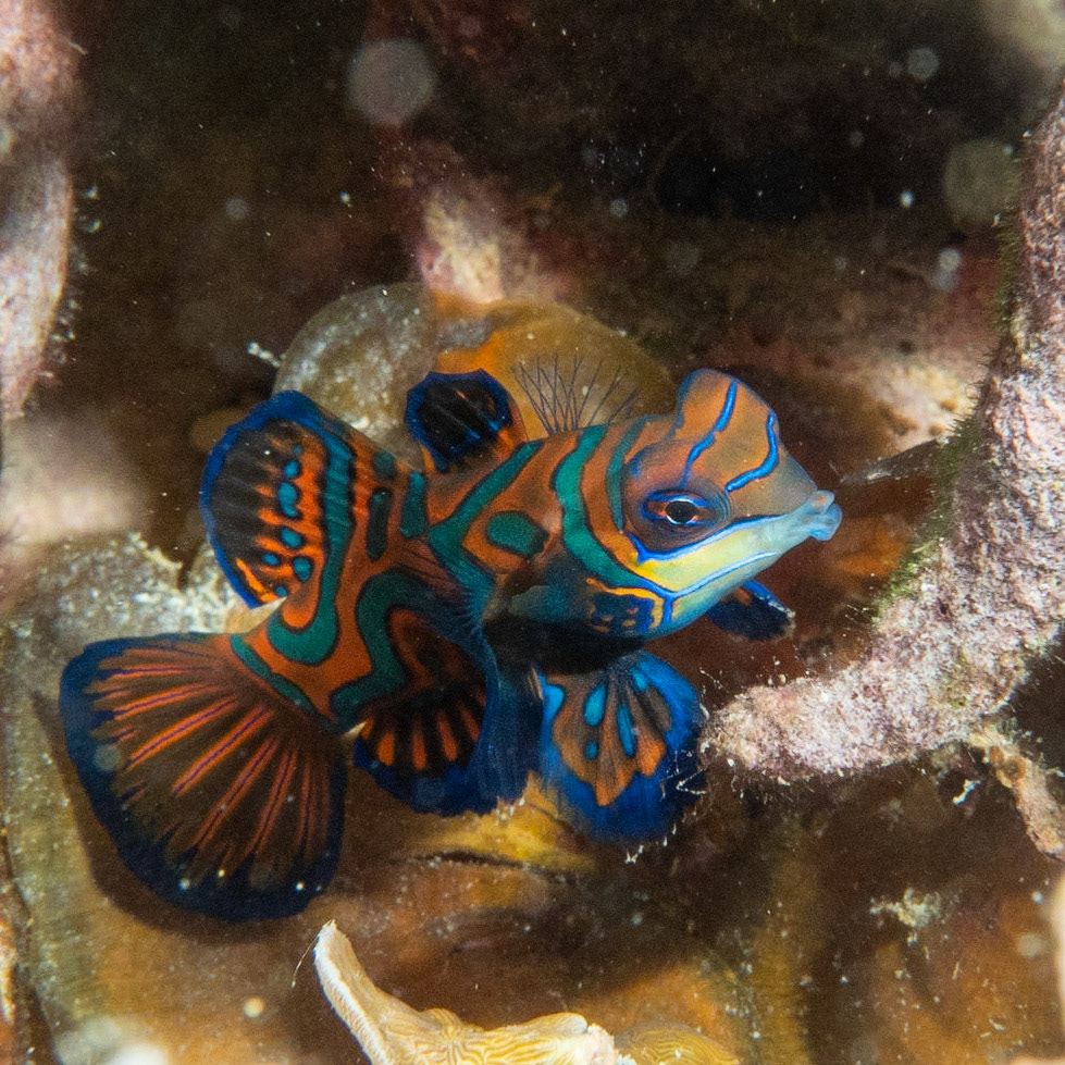 Mandarin fish