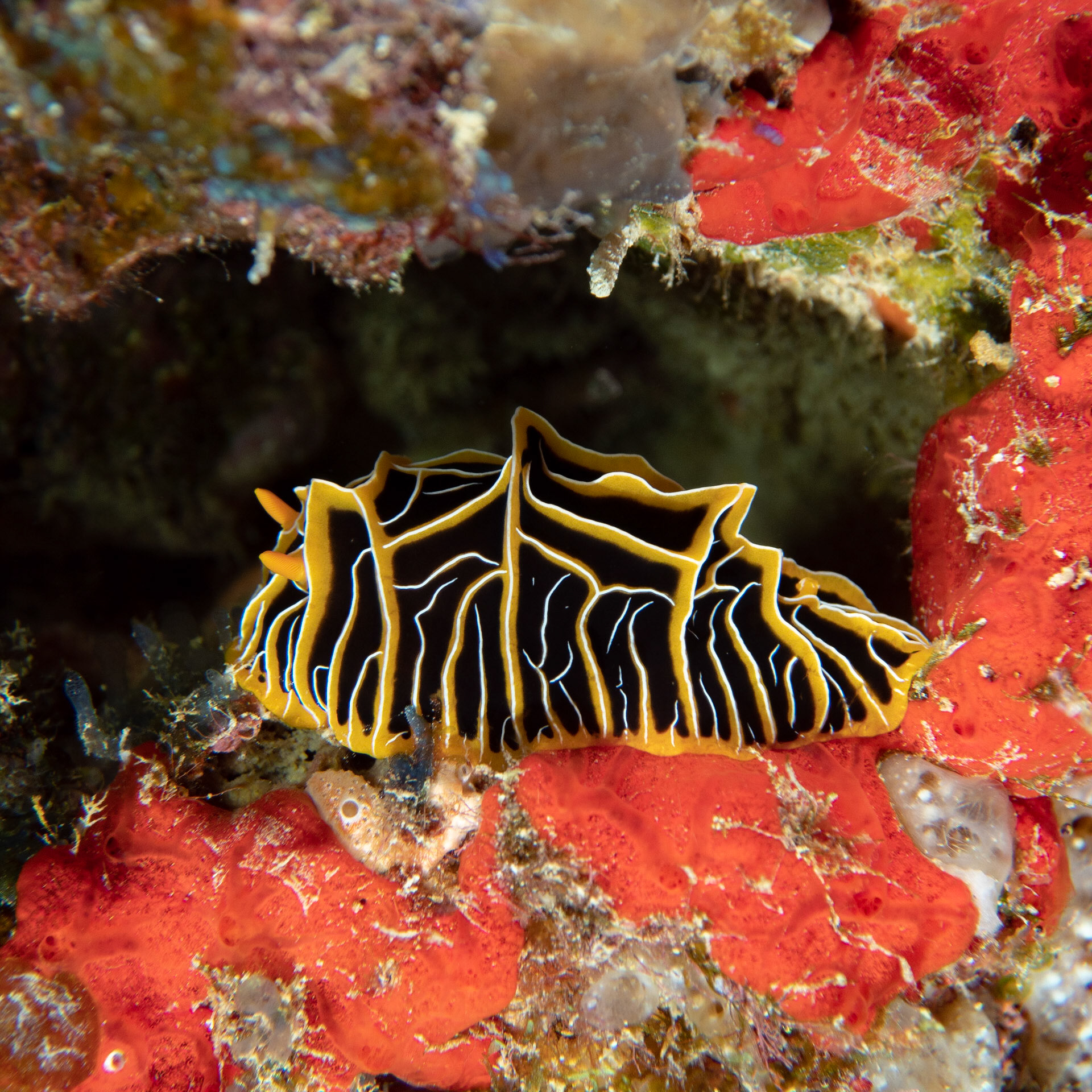 Nudibranch