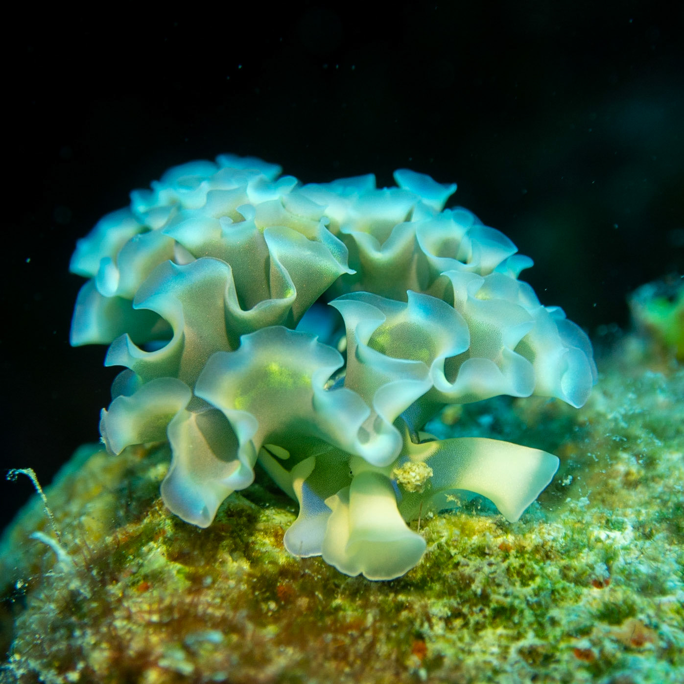 Lettuce sea slug