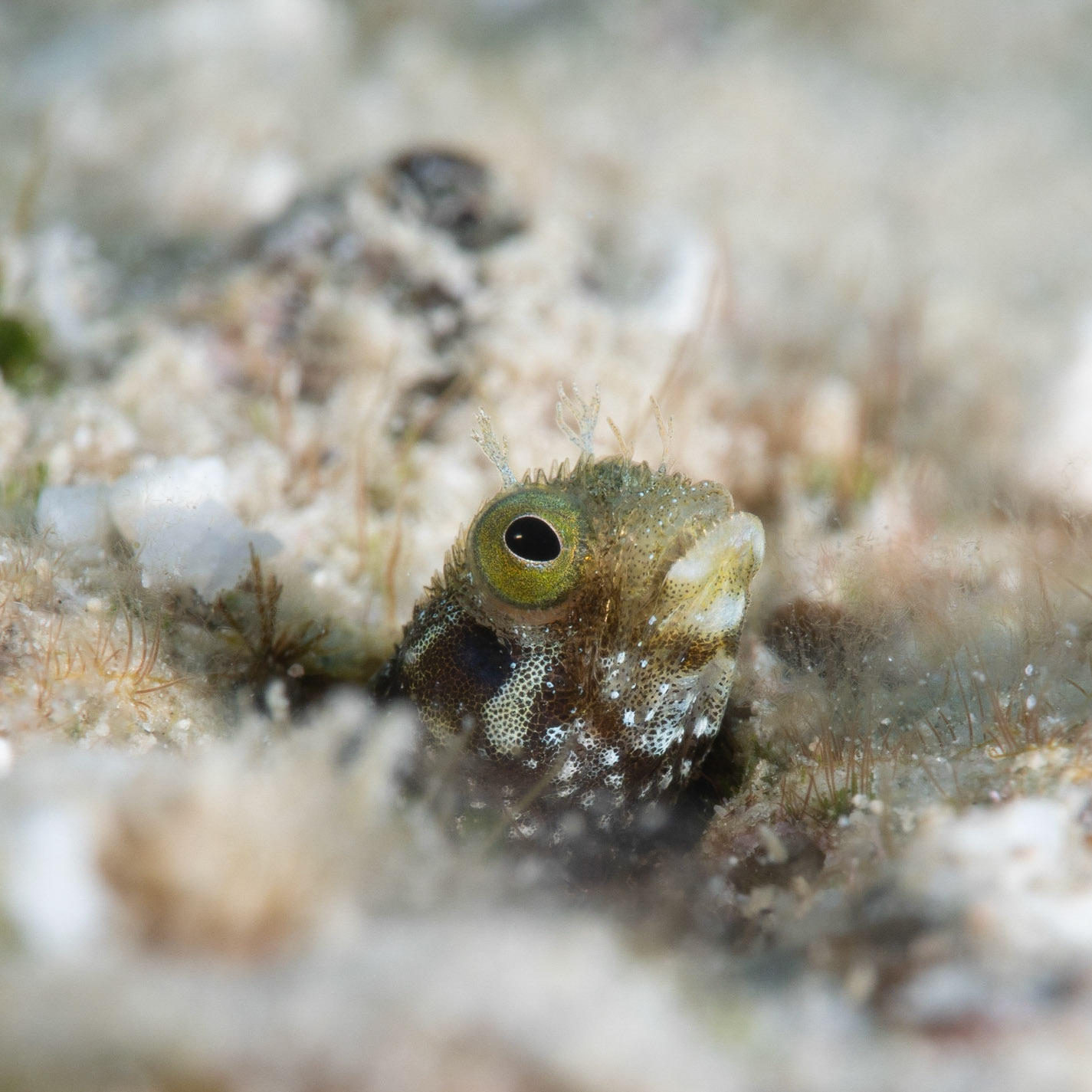 Spinyhead Blenny