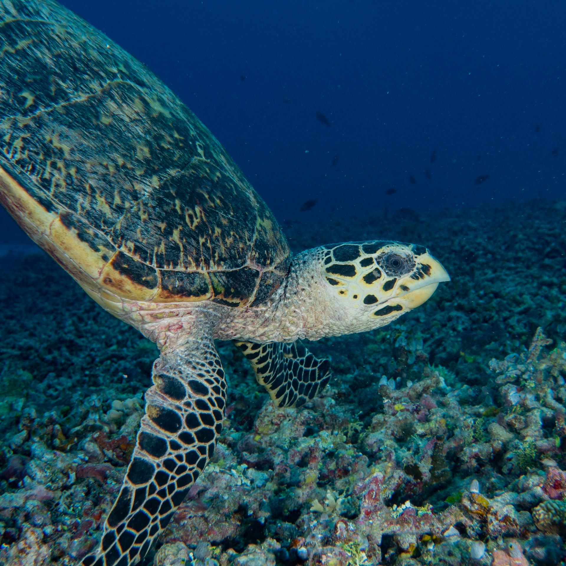 Hawksbill turtle
