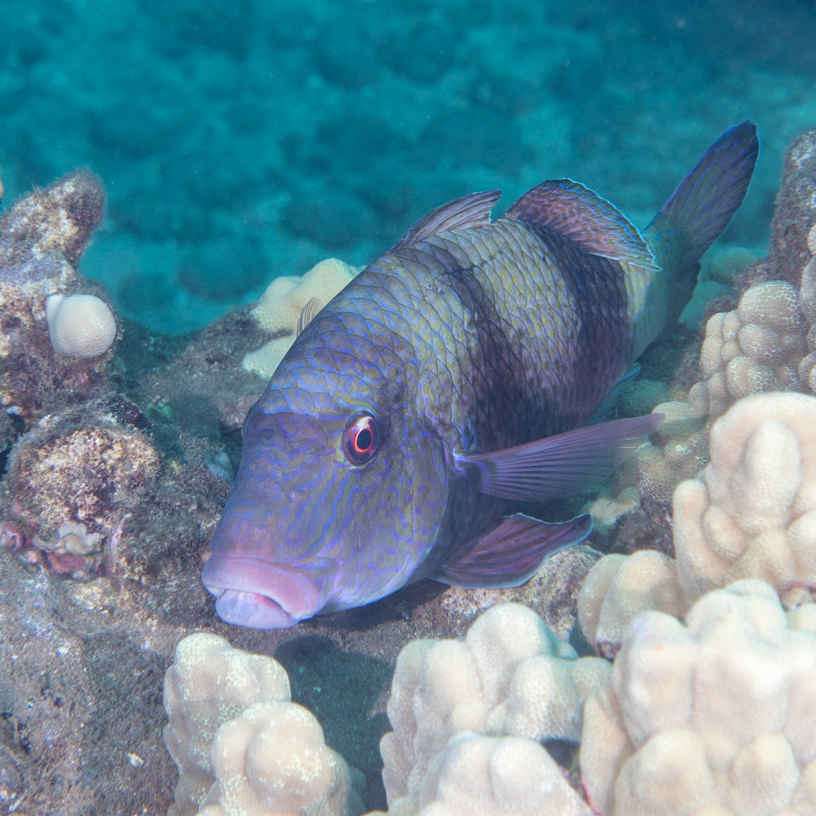 some grouper?