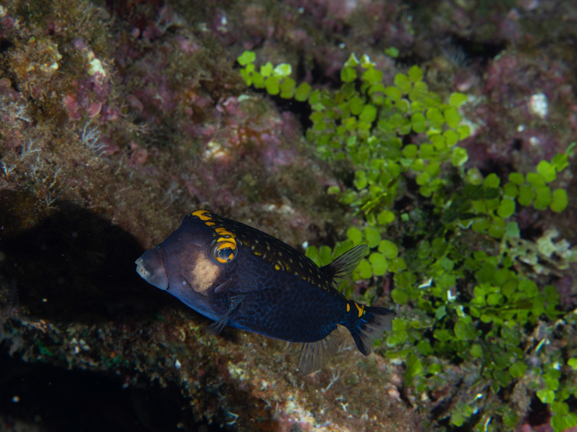 Male spotted box fish