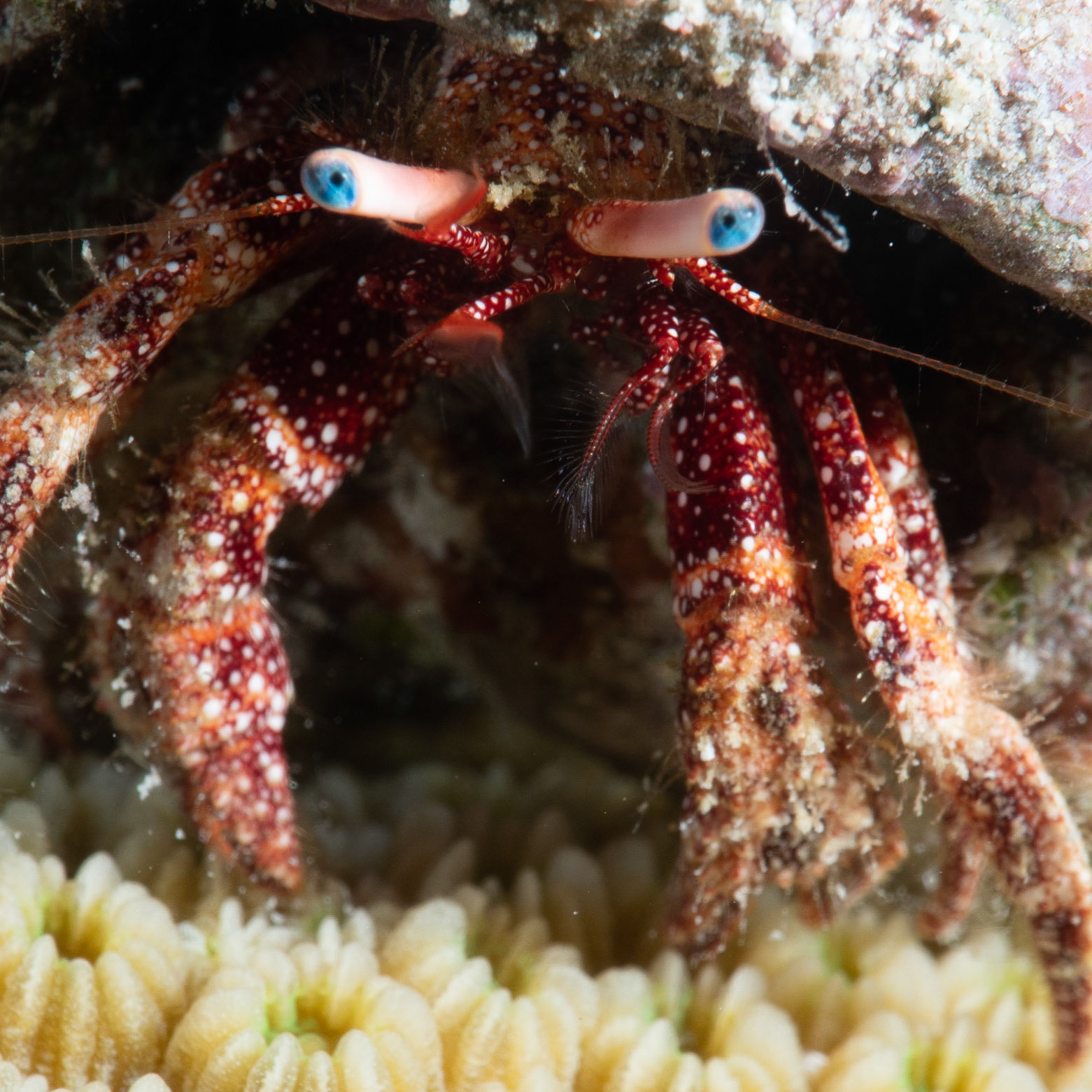 Hermit crab