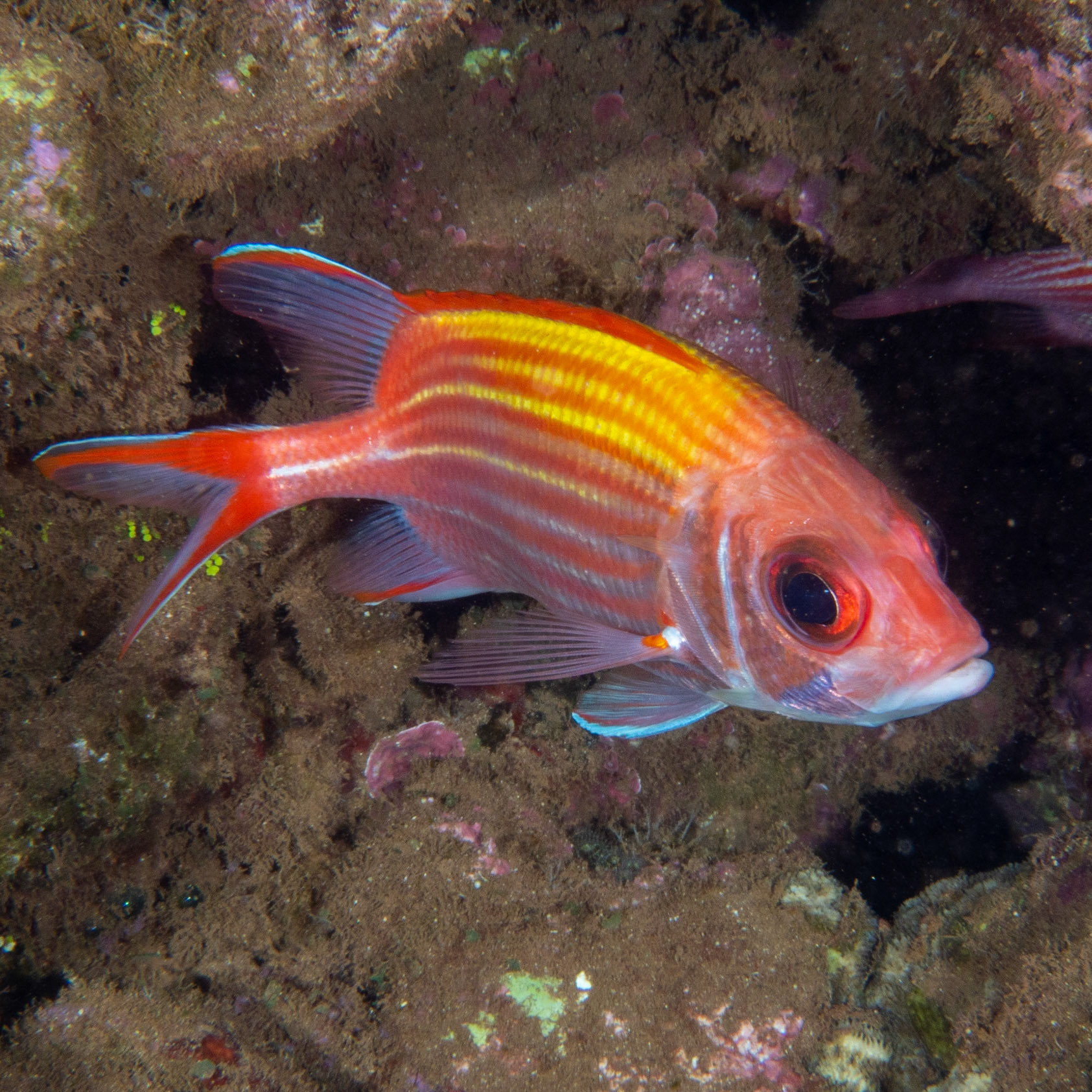 squirrel fish