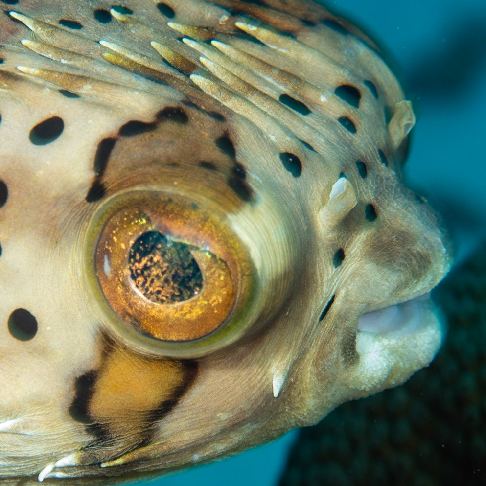 Porcupine fish