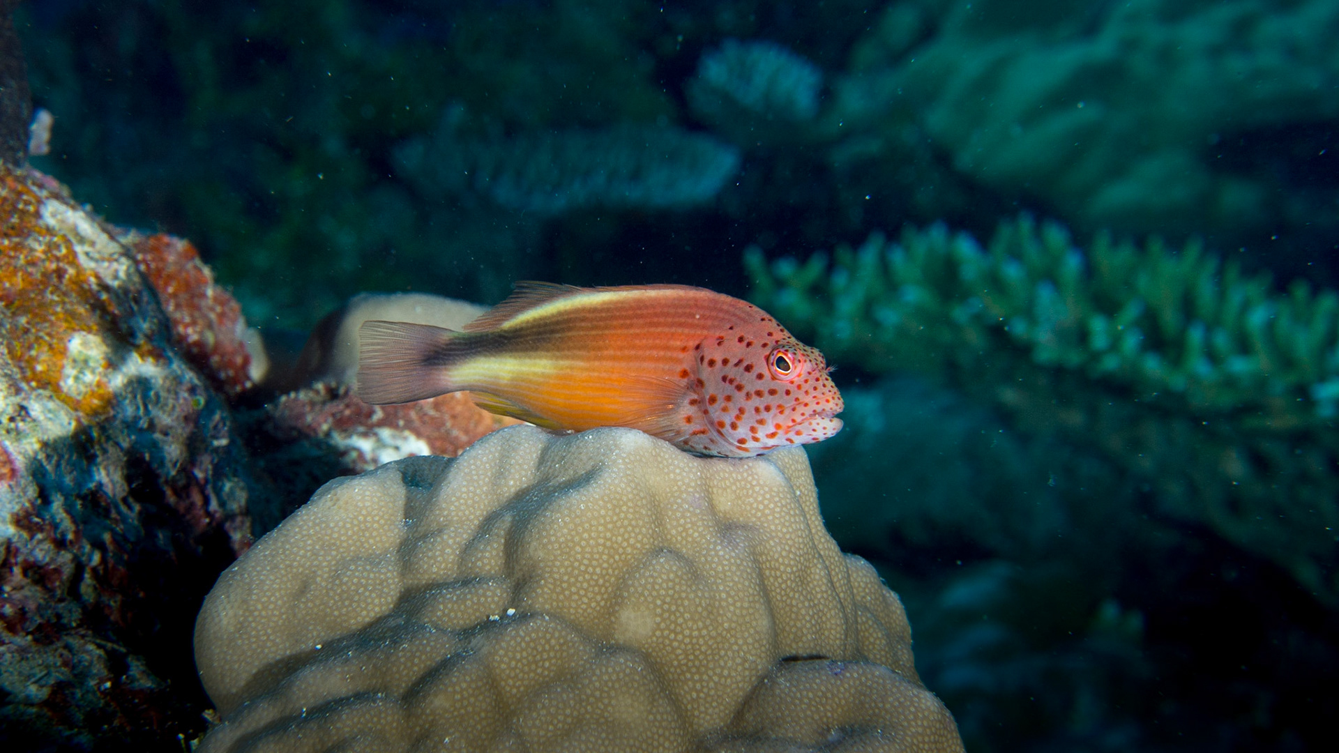 Freckled hawkfish