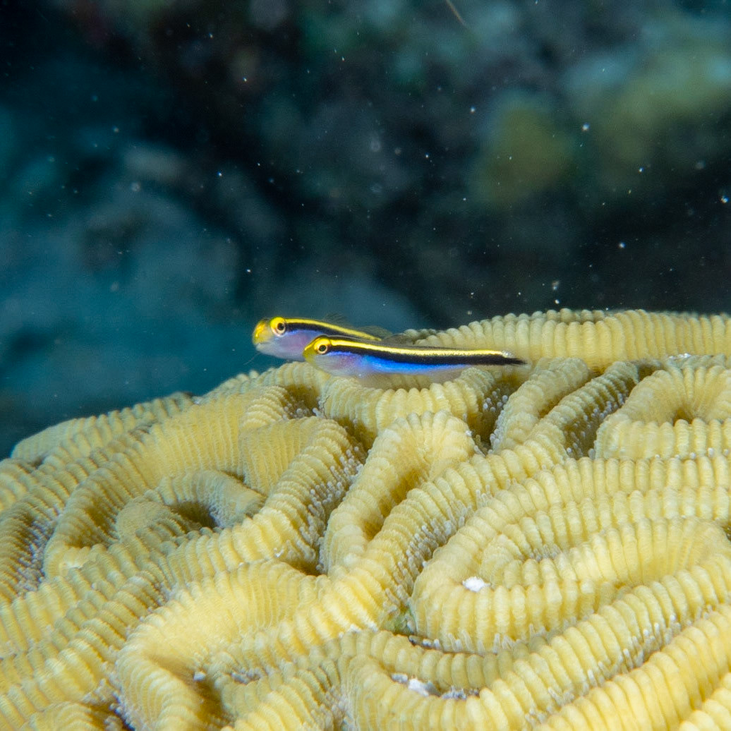 Sharknose goby