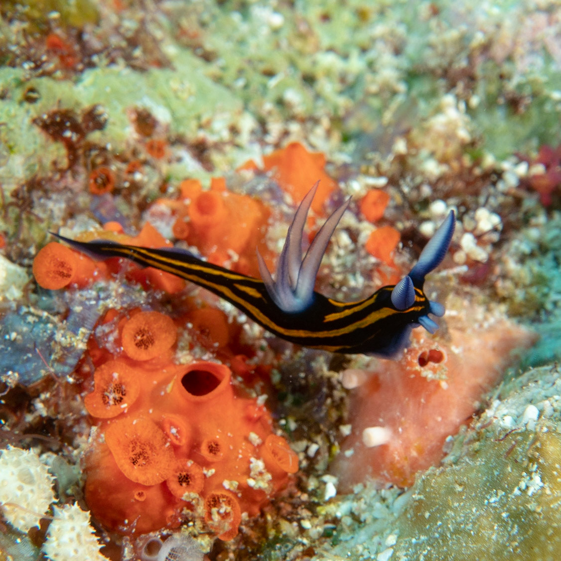Nudibranch