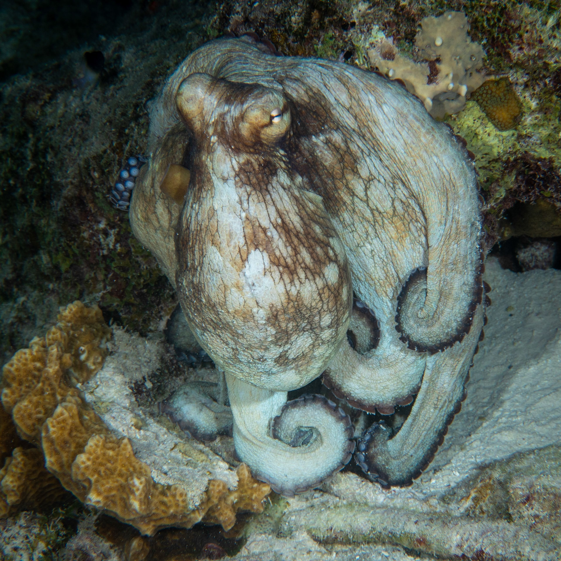 Caribbean reef octopus