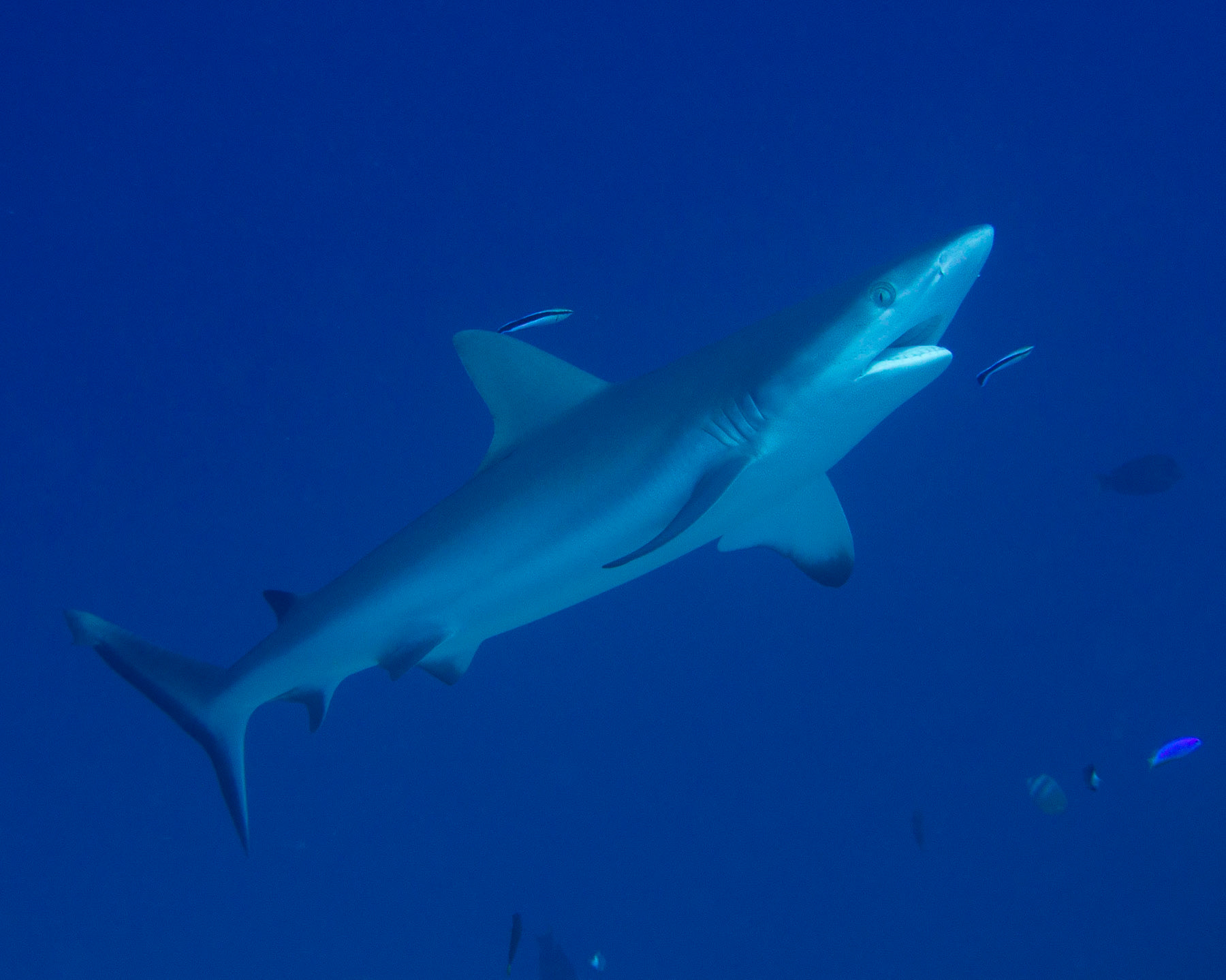 Gray reef shark at cleaning station