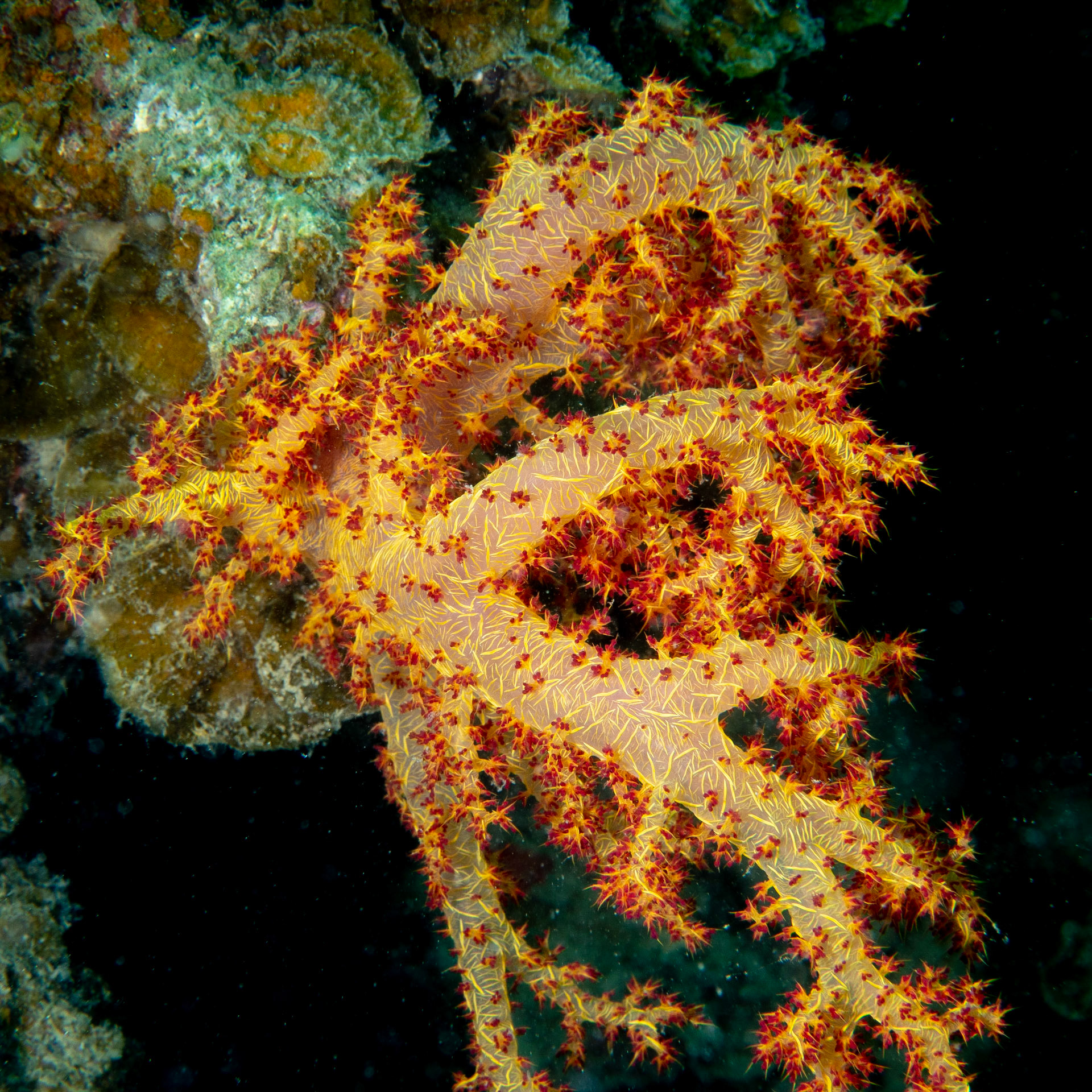 Soft coral