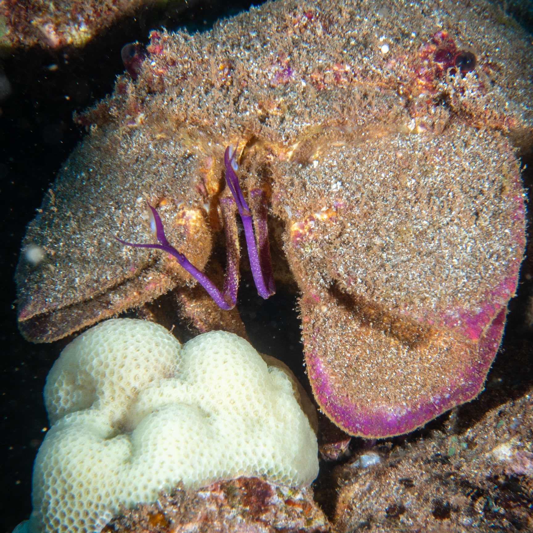 slipper lobster