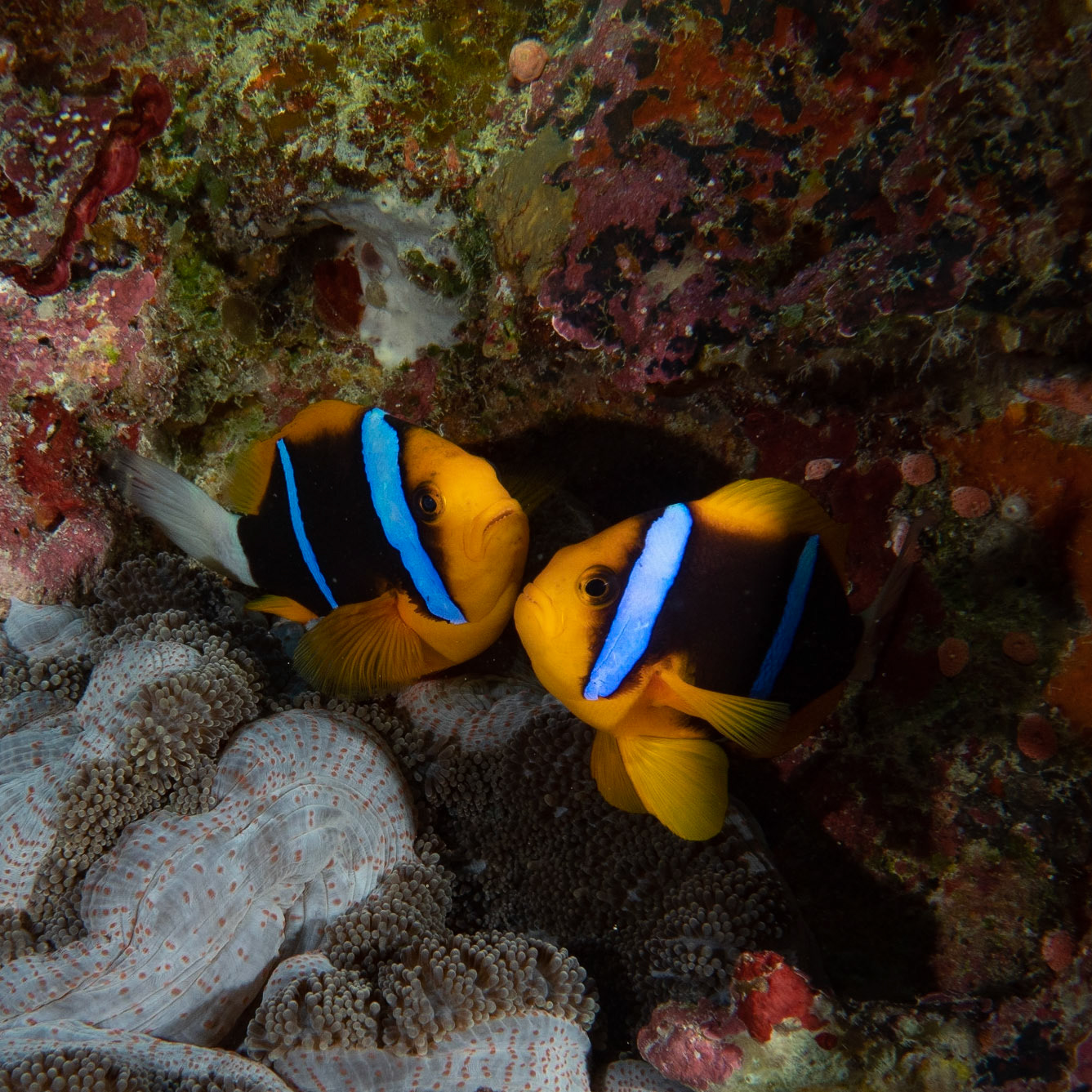 Clark anemone fish
