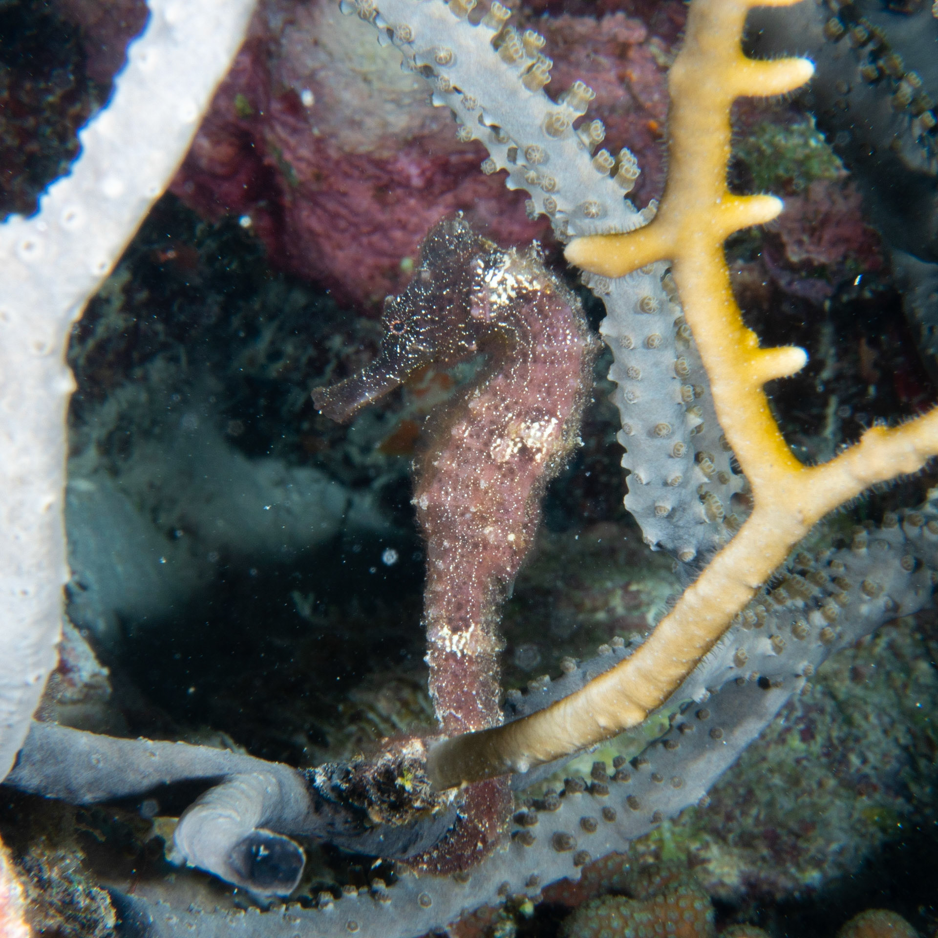 Black sea horse