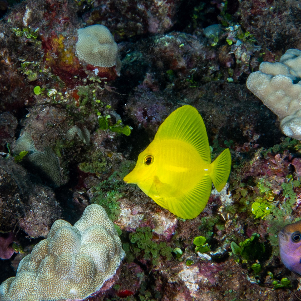 yellow tang