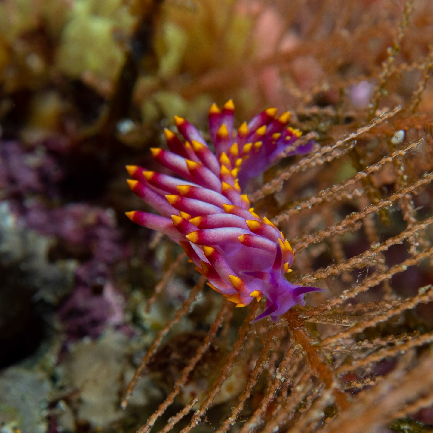 Flabellina