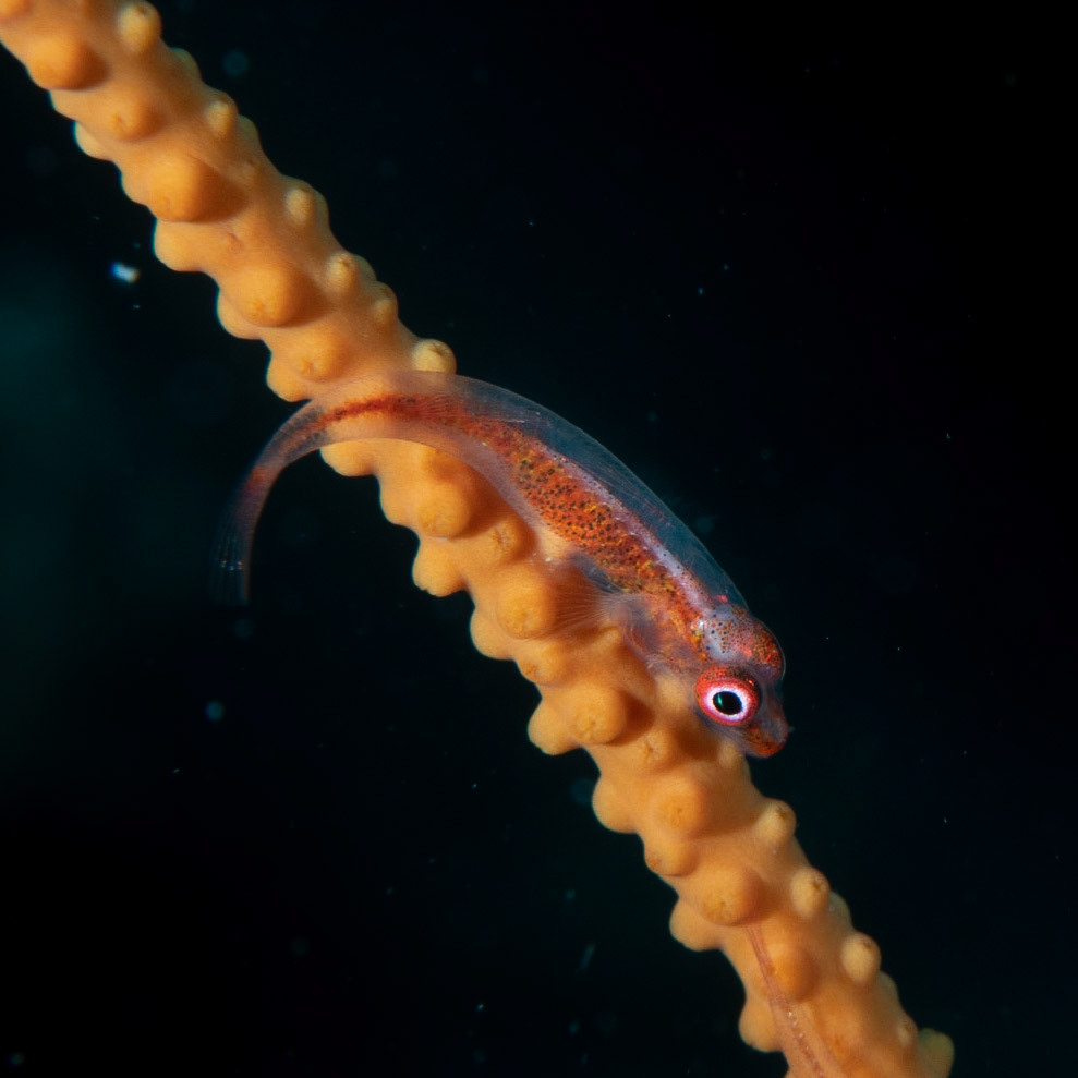 Coral goby