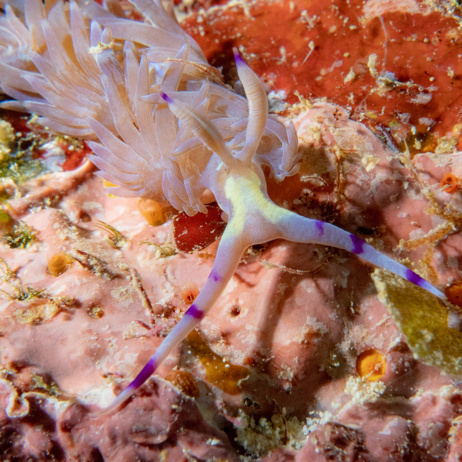 Nudibranch