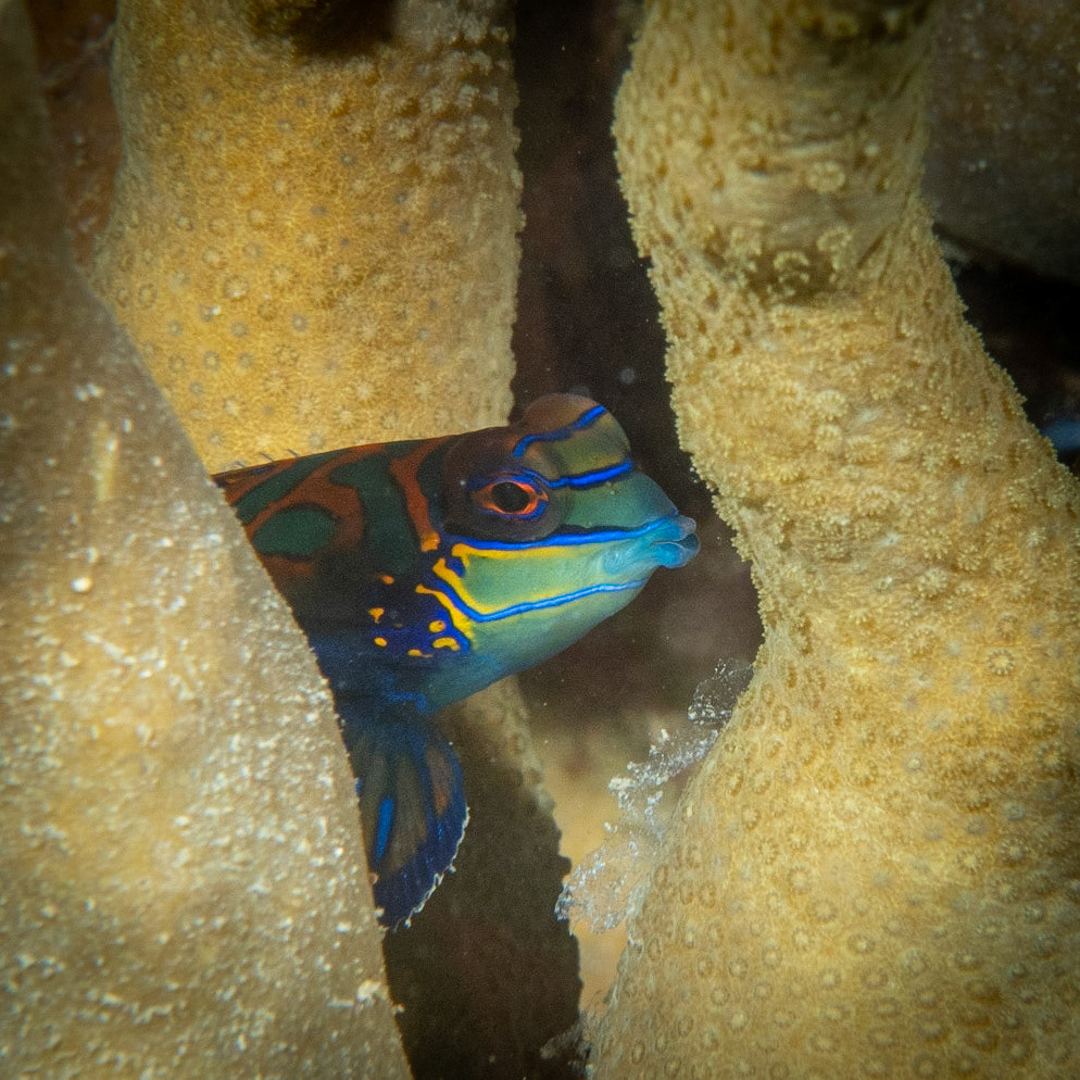 Mandarin fish