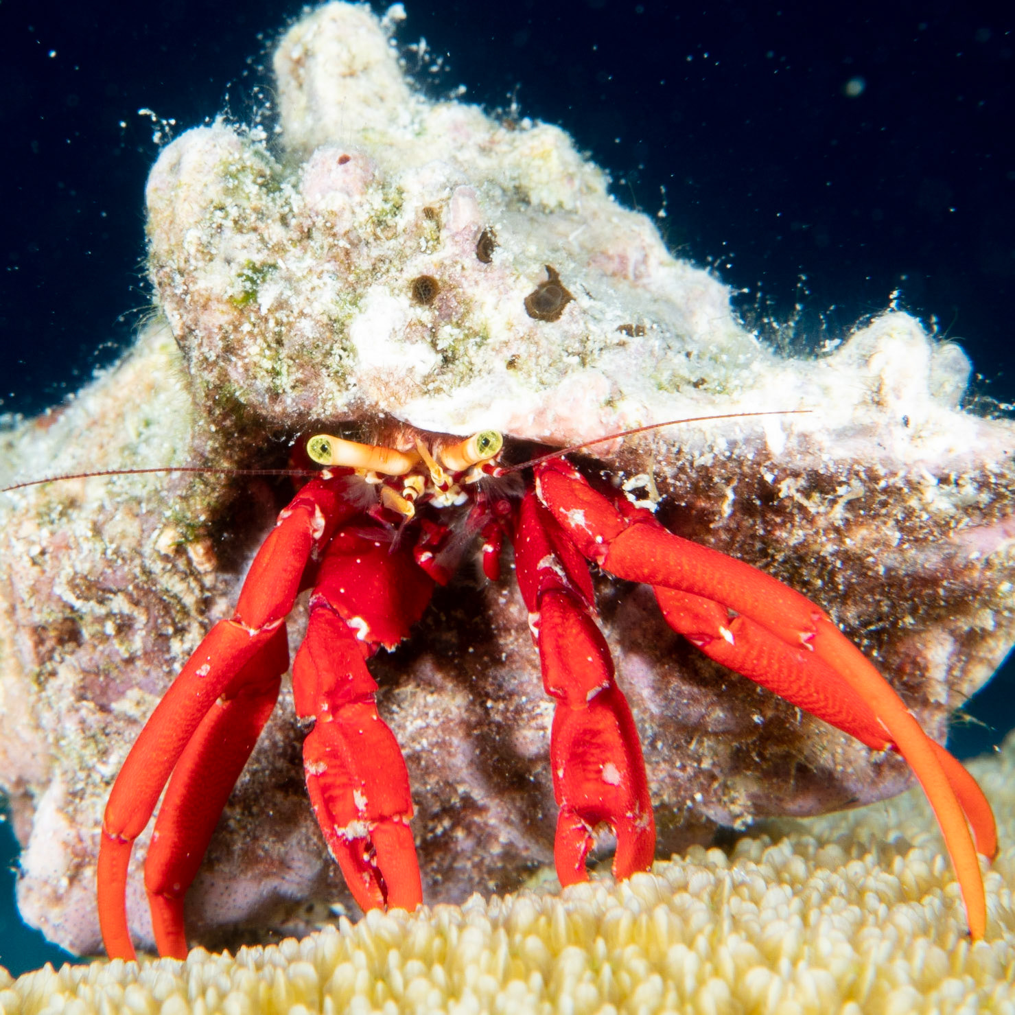 Scarlet reef hermit crab
