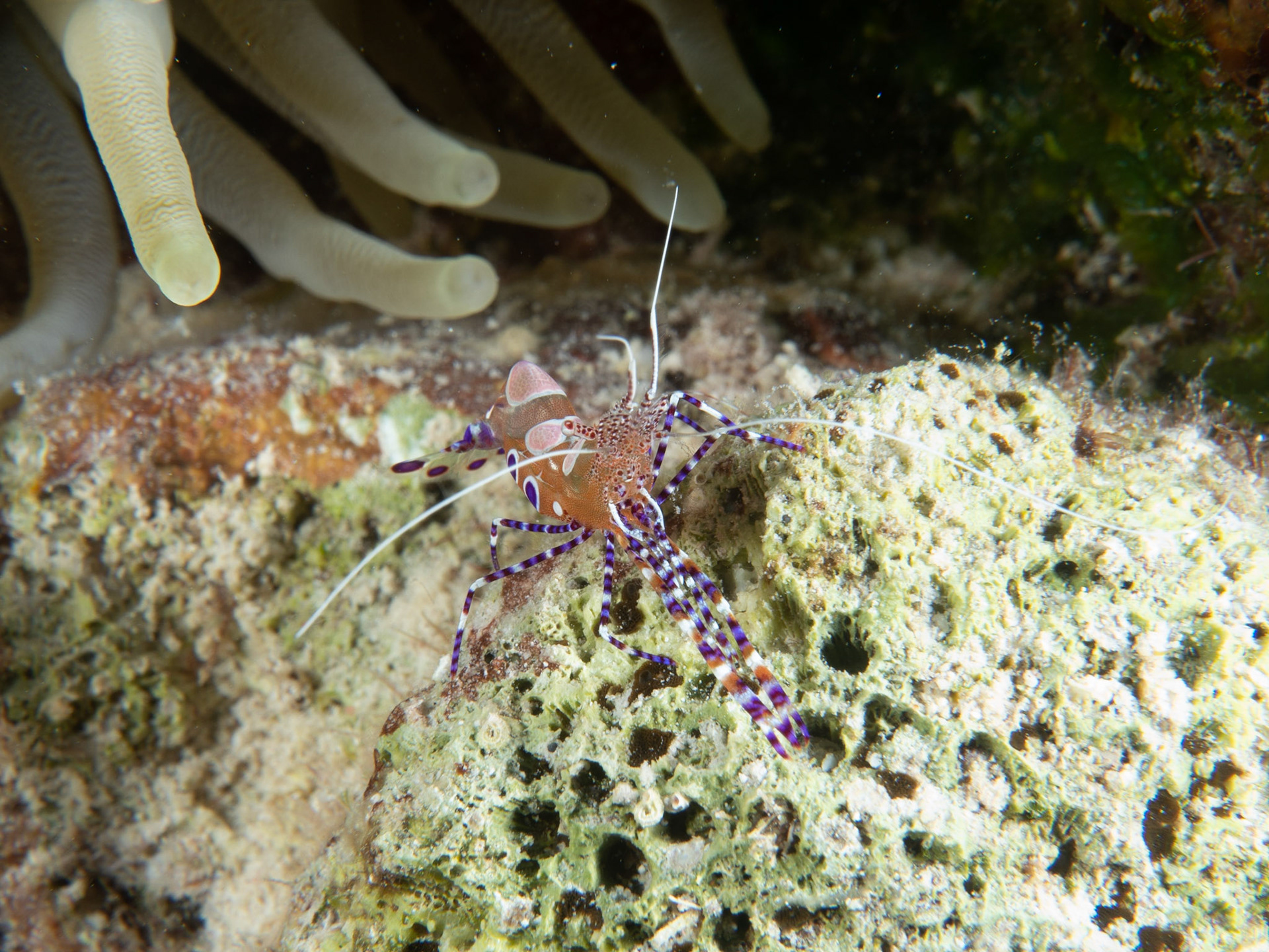 Spotted cleaner shrimp
