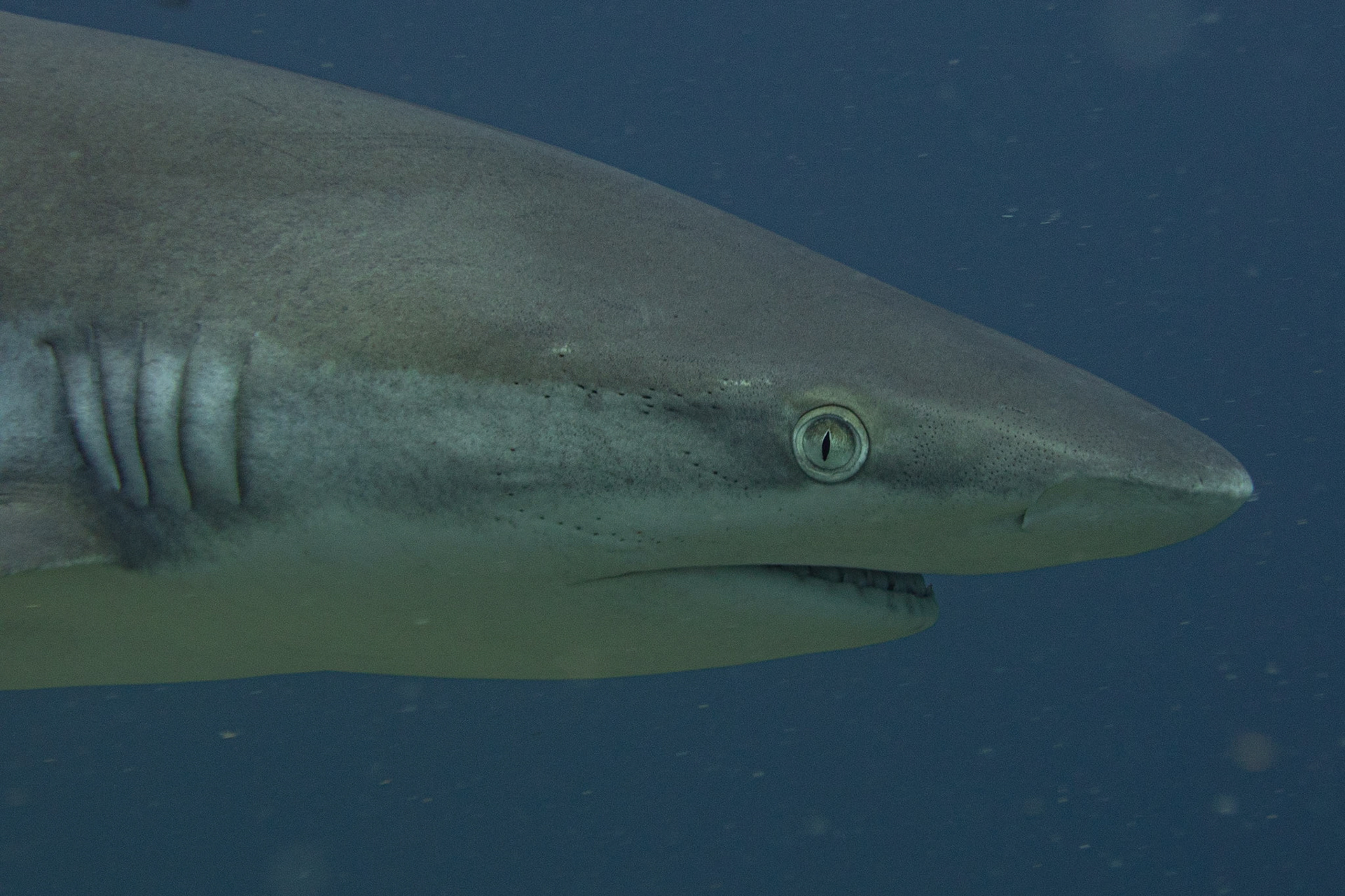 Gray reef shark
