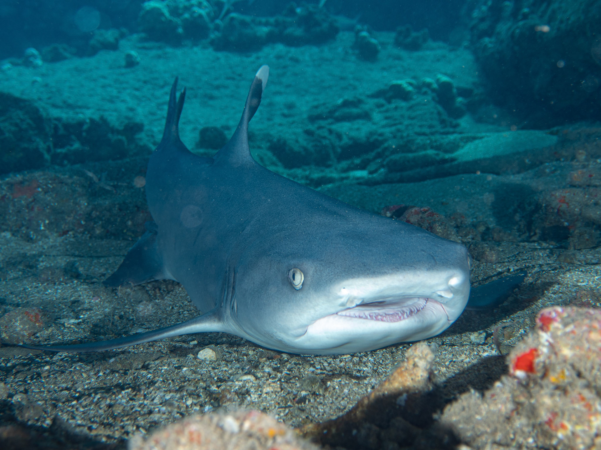 White tip reef shark