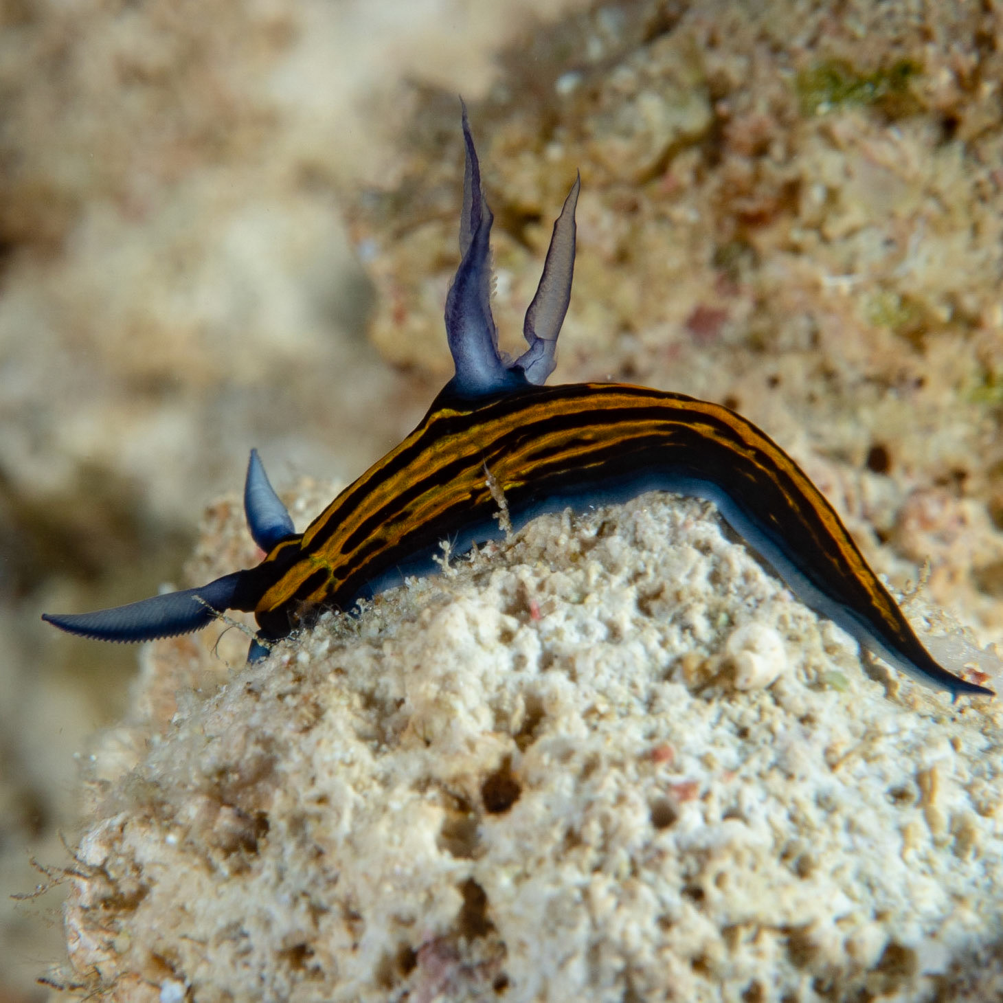 Nudibranch