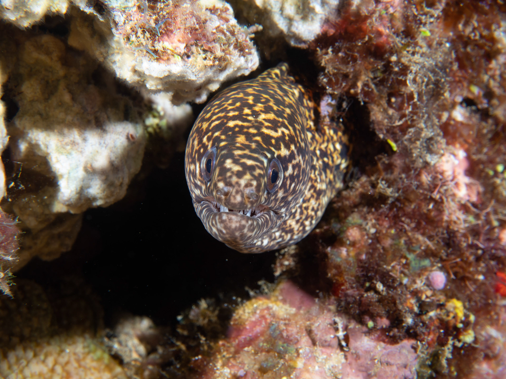Moray eel