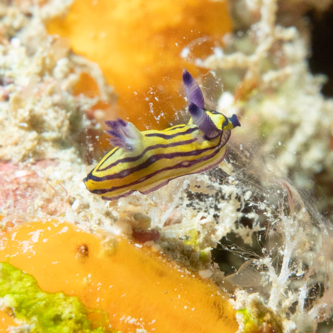 Nudibranch