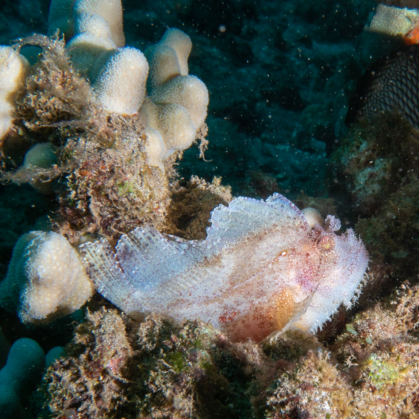 leaf scorpion fish