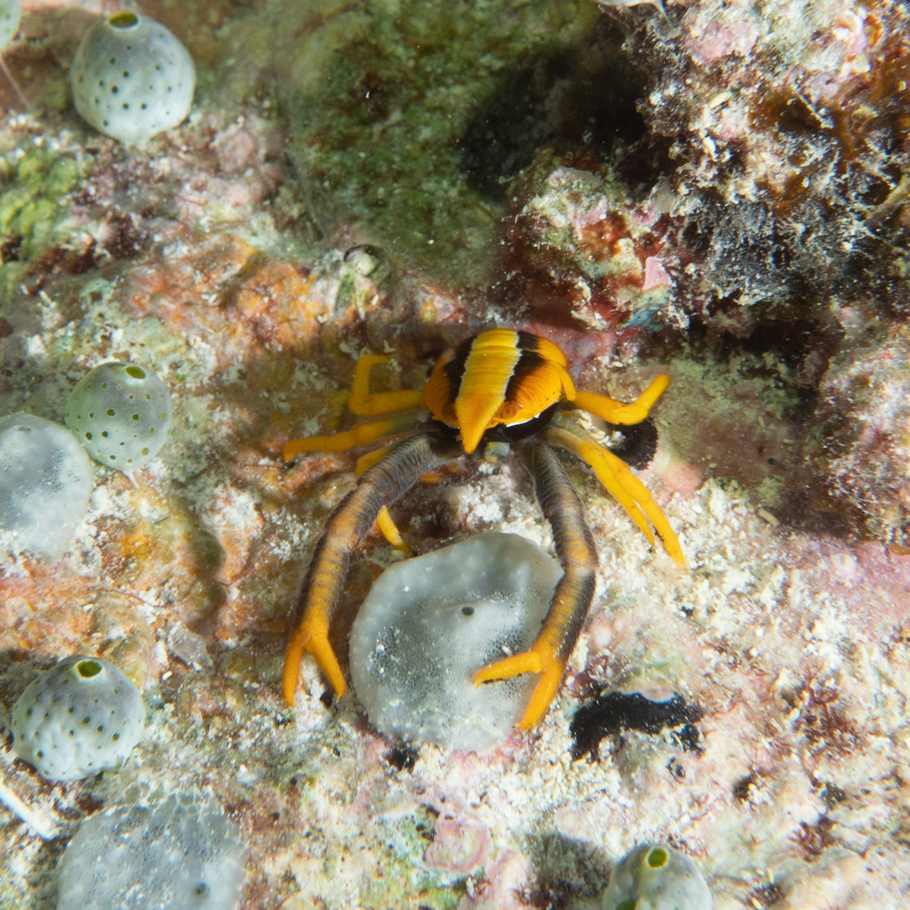 Squat lobster