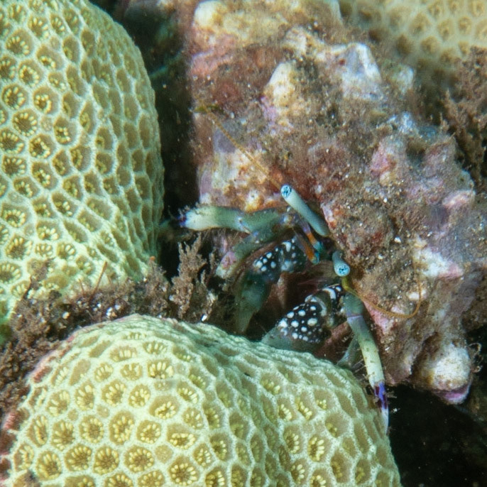 green hermit crab