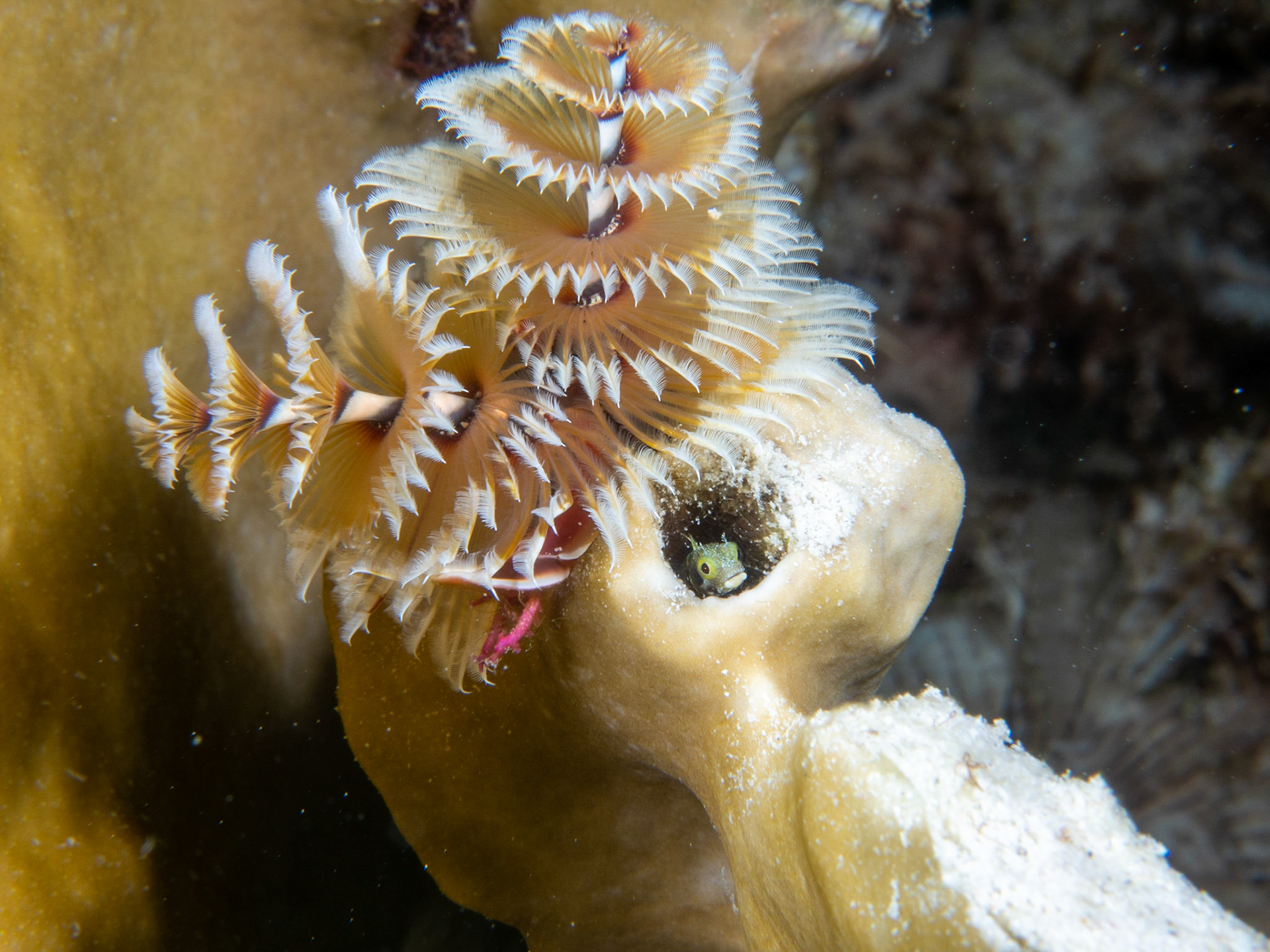Blenny under Christmas Tree